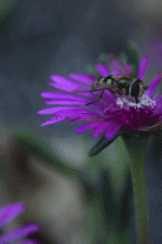 anigif.gif anigif.gif