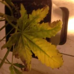 image.webp image.webp