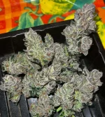 IMG_E0434.webp IMG_E0434.webp