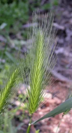 Hordeum_murinum_in_Voorhis_Ecological_Reserve,Cal_Poly_Pomona.webp Hordeum_murinum_in_Voorhis_Ecological_Reserve,Cal_Poly_Pomona.webp