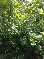 015.webp 015.webp
