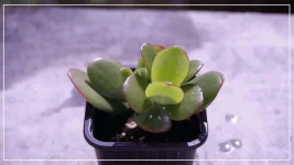Adromischus.webp