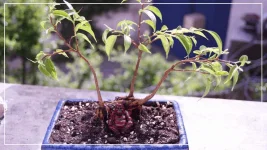 bonsai ficus.webp