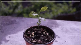 citronier (EUREKA).webp