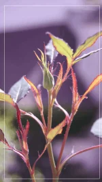 mini rosier blanc bourgeon.webp
