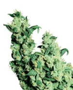 jack-herer-photo.webp jack-herer-photo.webp