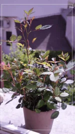 mini rosier blanc.webp