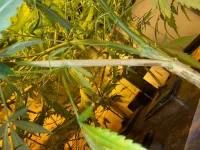 EE42BD3F-D529-4174-9CBB-4874DDC85CBA.webp EE42BD3F-D529-4174-9CBB-4874DDC85CBA.webp