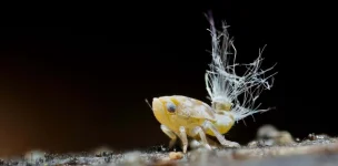 Scolypopa_australis_nymph.webp