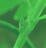 Screenshot from 2023-01-17 08-24-30.webp