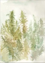 Cannatoon1 (2).webp