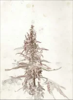 Cannatoon12 (2).webp