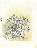 cannatoon23.webp