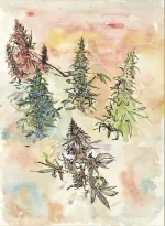 cannatoon24.webp