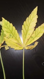 IMG_20221221_205950.webp