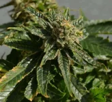bud.webp