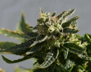 macrobud.webp