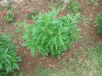 Photo1408 (Copier).webp