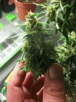 bud skunk flo + 40.webp