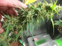 skunk flo +40.webp