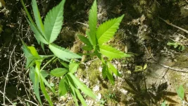 rps20160716_151145.webp