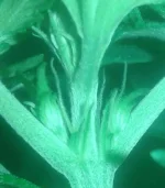 Pistil-1-1.webp