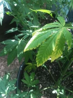 IMG_2782.webp IMG_2782.webp