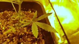 20160804_185209.webp 20160804_185209.webp