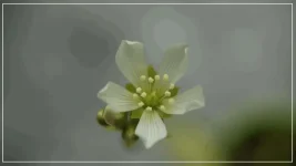 Fleur de Dioné A.webp