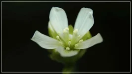 Fleur de Dioné B.webp