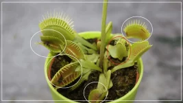 mouche digéré dans le piège.webp