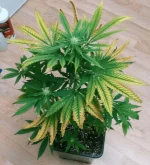 F4.webp