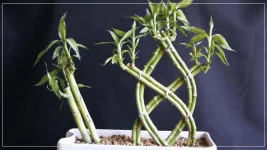 Dracaena Sanderina.webp