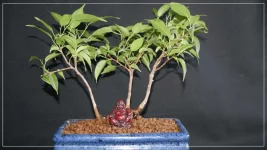 Ficus Bonsai.webp