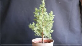 Jeune Pins futur Bonsai.webp