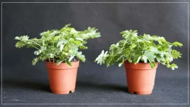 Mimosa Pudica.webp