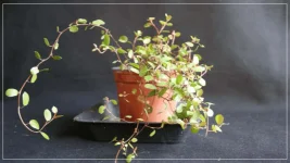 Muehlenbeckia.webp