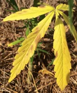 IMG_3194m.webp IMG_3194m.webp