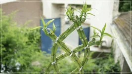 Bambou tressé.webp