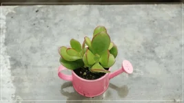 Crassula B.webp