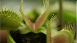 Dionée et son piège les pistils.webp