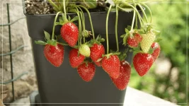 fraises.webp