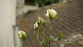 rosier B.webp