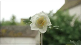 rosier C.webp