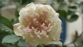 rosier D.webp
