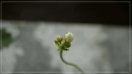 Dionée fleur.webp