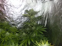DSCF2087.webp