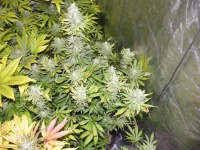 DSCF2115.webp
