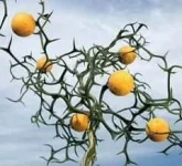 poncirus_trifoliata_01.webp