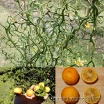 Poncirus-Trifoliata-Monstrosa-Flying-Dragon-Citrus-Seeds.webp